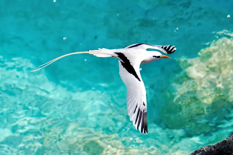 Longtail Luxury Collection in Bermuda